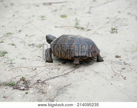 Tortoise Walking On The Sand On A Beach