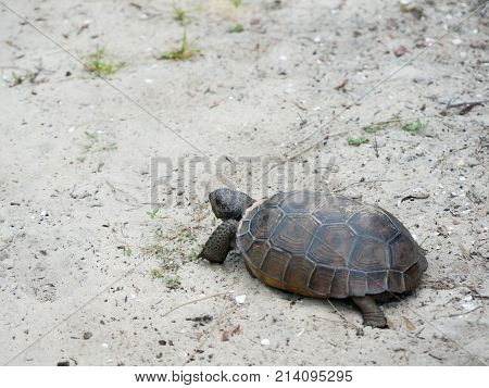 Tortoise Walking On The Sand On A Beach