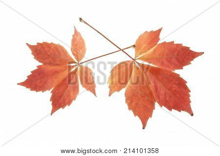 Autumn Leaves Of Grapes Isolated On White Background