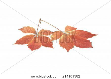 Autumn Leaves Of Grapes Isolated On White Background