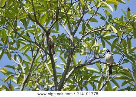 Red Whiskered Bulbul Bird On Tree