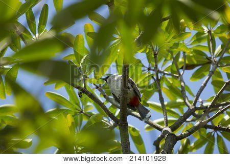 Red Whiskered Bulbul Bird On Tree
