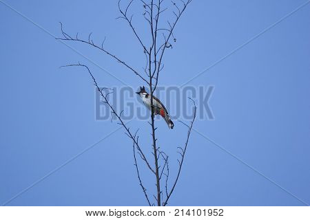 Red Whiskered Bulbul Bird On Tree