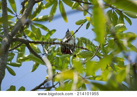 Red Whiskered Bulbul Bird On Tree