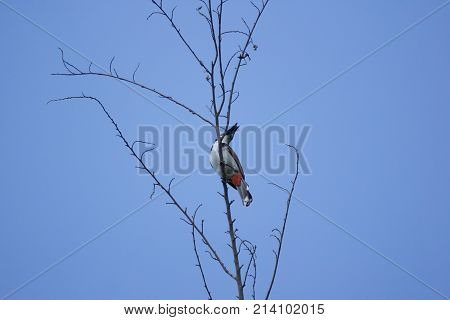 Red Whiskered Bulbul Bird On Tree
