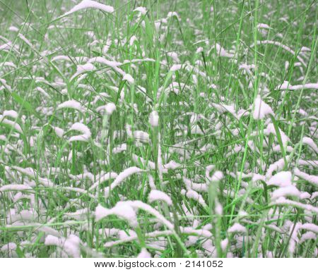 Gras unter Schnee