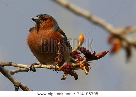 Chaffinch bird, Fringilla coelebs, songbird of the family of finches, bird on branch,  