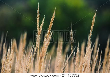 Autumn Landscape Background