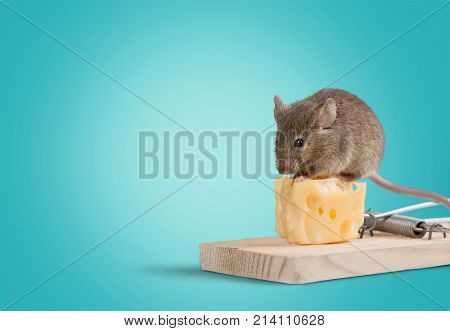 Mouse cheese trap close up background nobody isolated