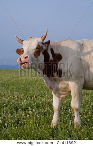 krowa na łące