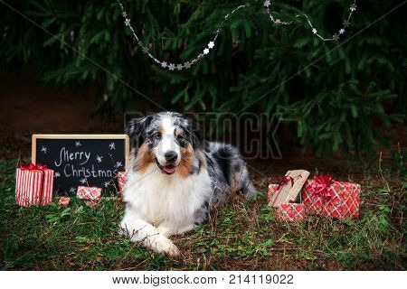 Australian shepherd posing under the christmas tree with wrapped gift boxes and black chalk board with inscription: Merry Christmas. New year 2018 symbol concept.