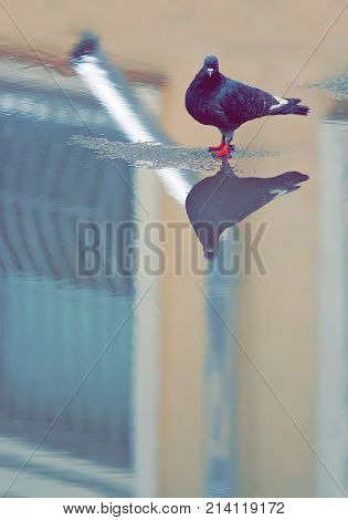 A pigeon is standing in the middle of a puddle after the rain. He is looking at his own reflection in water. City streets after the rain.