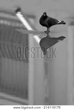A pigeon is standing in the middle of a puddle after the rain. He is looking at his own reflection in water. City streets after the rain.
