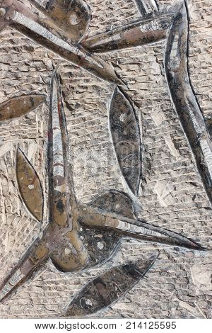 Closeup of a fossil slab with the extinct species of marine animals found in Morocco