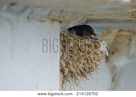 Nest of swallows.
The swallows and martins, or Hirundinidae, are a family of passerine birds found around the world on all continents except Antarctica.