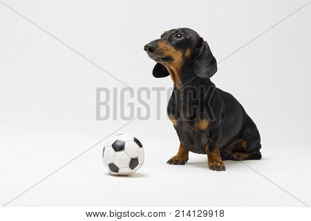 dog of breed of dachshund black and tan with white black football ball isolated on gray background