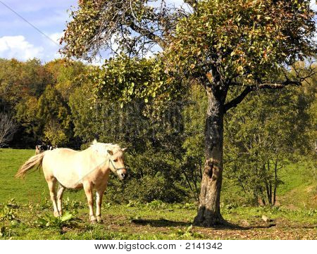 Cavallo sotto un albero di mele