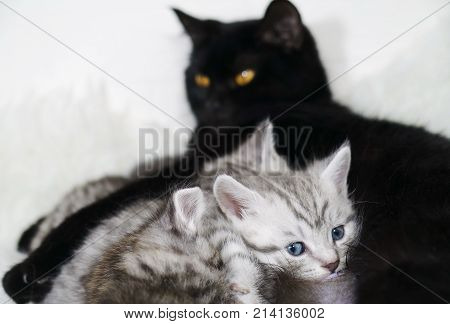 The cat feeds the kittens. Breast-feeding. Black cat and kittens