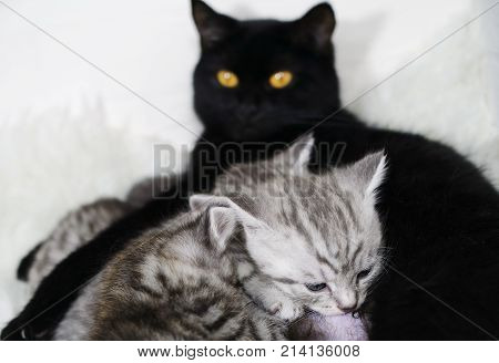 The cat feeds the kittens. Breast-feeding. Black cat and kittens