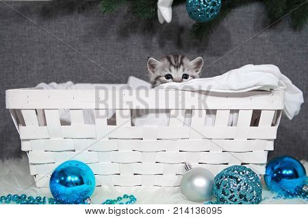 The kitten looks out of the basket. Christmas kitten in the basket. Christmas and new year decorations of blue balls and beads.