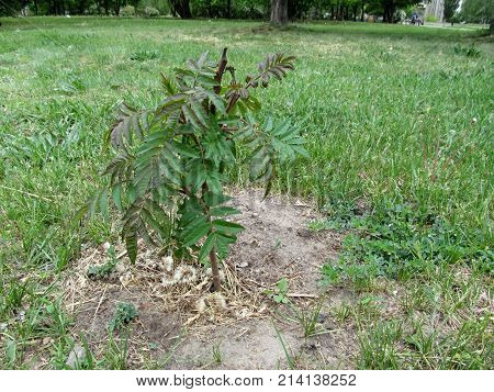 Small seedling of acetic tree with green-red long leaves grows in the ground on the lawn. The ornamental garden tree Rhus typhina or staghorn sumac was recently planted in the soil