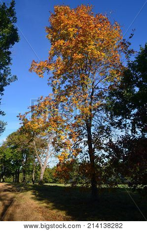 Beautiful tall and orange tree in worlds end park
