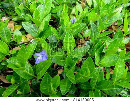 Bright spring background of green stems with leaves and blue periwinkle flowers. Young vinca sprouts cover the ground strewn with yellow last year's dry leaves