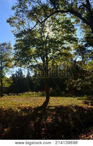 Natural fall foliage in Worlds end in Hingham MA