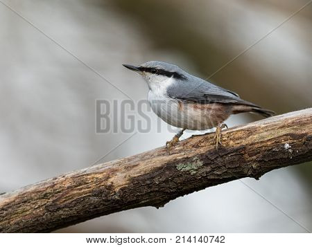 Eurasian Nuthatch, Sitta Europaea, Sitting On Dead Branch, Vertical Image