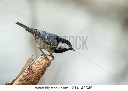 Coal Tit Perched On A Curved Branch