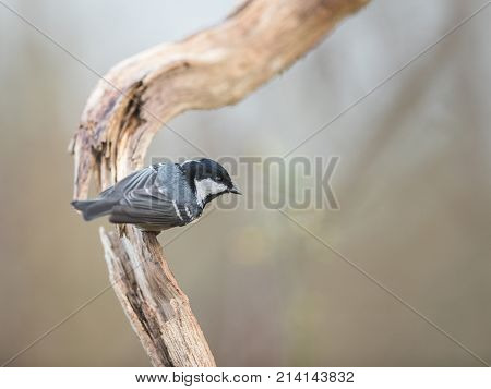 Coal Tit Perched On A Curved Branch