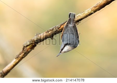 Eurasian Nuthatch, Sitta Europaea, Hanging Upside Down From A Dead Branch
