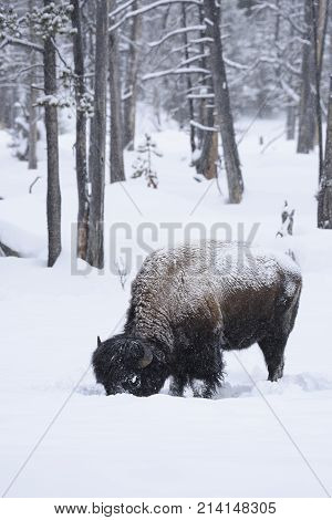 Bison Searching for Food in Winter Snow - Yellowstone Natl Park