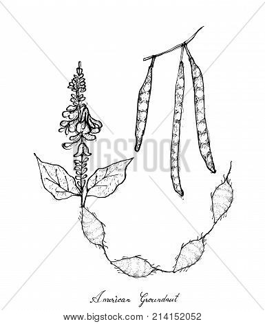 Vegetable, Illustration of Hand Drawn Sketch Fresh American Groundnuts Plants And Roots, Good Source of Dietary Fiber, Vitamins and Minerals.
