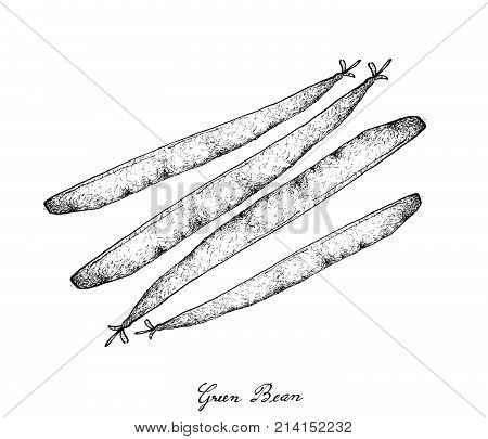 Vegetable, Illustration of Hand Drawn Sketch Fresh Green Beans or Phaseolus Vulgaris Isolated on White Background.