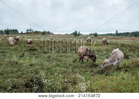 Cows grazing in a field in the rain