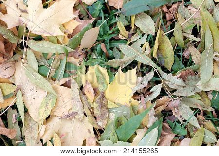 Colorful Autumn Leaves