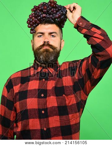 Winemaking And Autumn Crops Concept. Man With Beard Holds Grapes