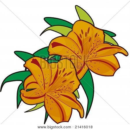 Lily