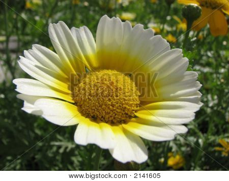 Una bianco-giallo camomilla