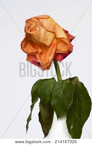 A wilted orange rose in a white vase.
