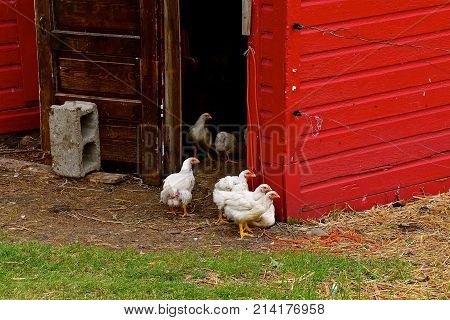 Young pullets flock near a doorway of an old red henhouse