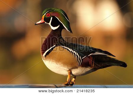 Wood Duck Drake In Early Morning