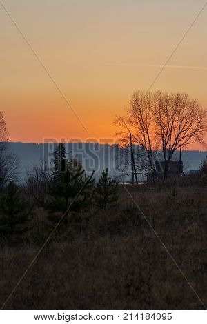 Tree without leaves in a field at sunset. Ural, Russia.