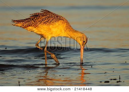 Marmoreret Godwit fodring i vandkanten