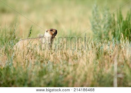 Steppe marmot (Marmota bobak).
The bobak marmot, also known as the steppe marmot, is a species of marmot that inhabits the steppes of Eastern Europe and Central Asia.