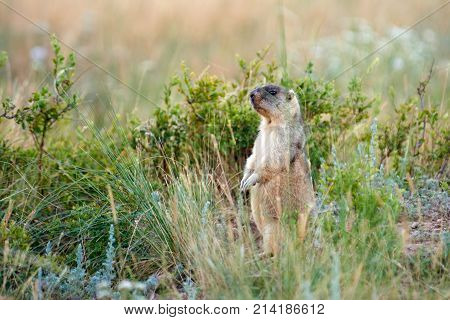 Steppe marmot (Marmota bobak).
The bobak marmot, also known as the steppe marmot, is a species of marmot that inhabits the steppes of Eastern Europe and Central Asia.