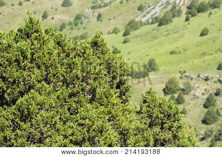 pine tree in the mountains . In the park in nature