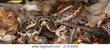 Thamnophis (Thamnophis sirtalis)