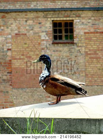 a beautiful profile duck posing in front of the old window